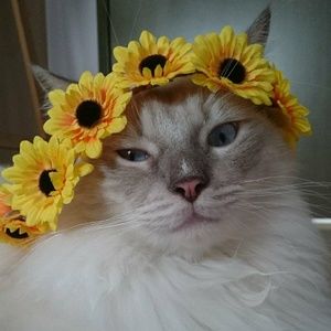 Meet your Posher, Azalea